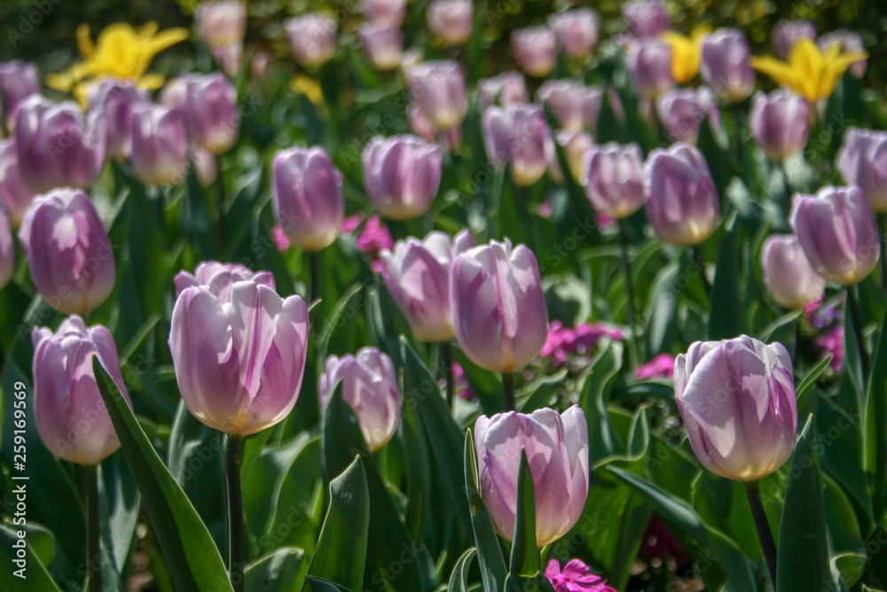 Beautiful yellow, purple and white tulips with green leaves, blurred background in tulips field or in the garden on spring Beautiful yellow, purple and white tulips with green leaves, blurred background in tulips field or in the garden on spring