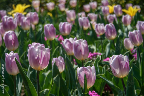 Beautiful yellow, purple and white tulips with green leaves, blurred background in tulips field or in the garden on spring