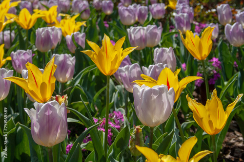Fototapeta Naklejka Na Ścianę i Meble -  Beautiful yellow, purple and white tulips with green leaves, blurred background in tulips field or in the garden on spring