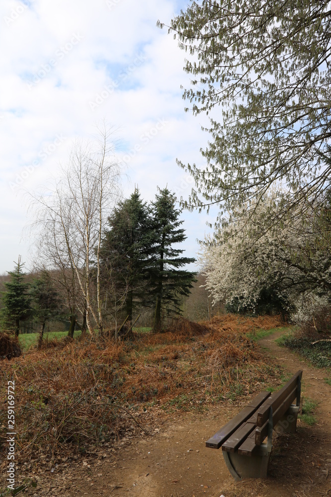 Fototapeta premium Naturlandschaft im Frühling mit Waldweg
