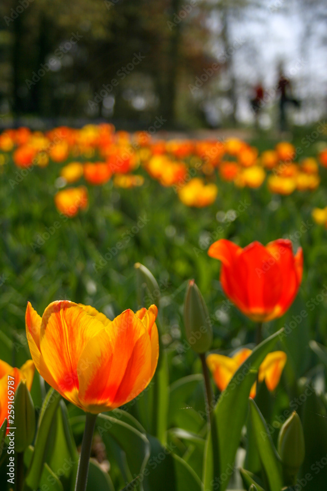 Beautiful orange and yellow tulips with green leaves, blurred background in tulips field or in the garden on spring with blurred people walking, vertical