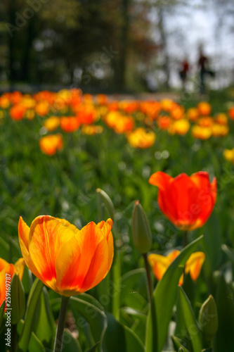 Beautiful orange and yellow tulips with green leaves, blurred background in tulips field or in the garden on spring with blurred people walking, vertical