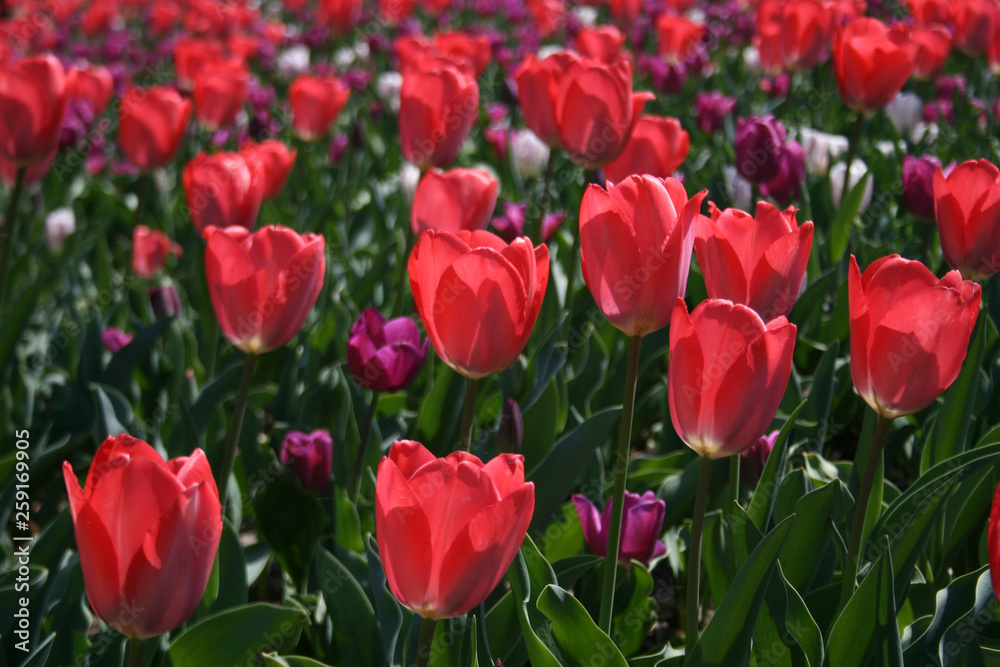 Beautiful pink, purple and white tulips with green leaves, blurred background in tulips field or in the garden on spring