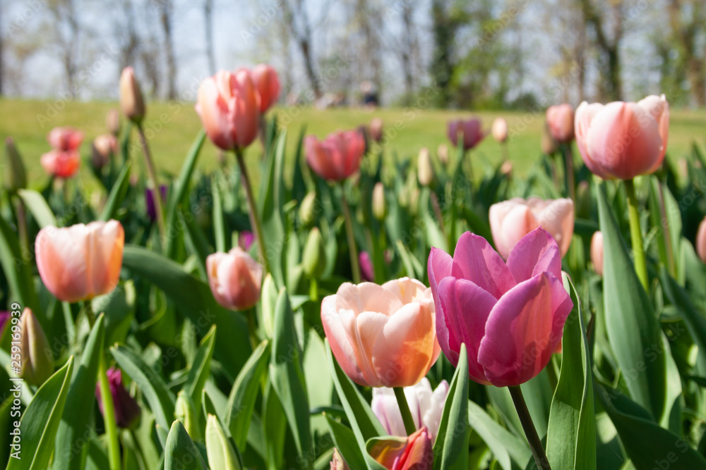 Beautiful pink, purple and white tulips with green leaves, blurred background in tulips field or in the garden on spring