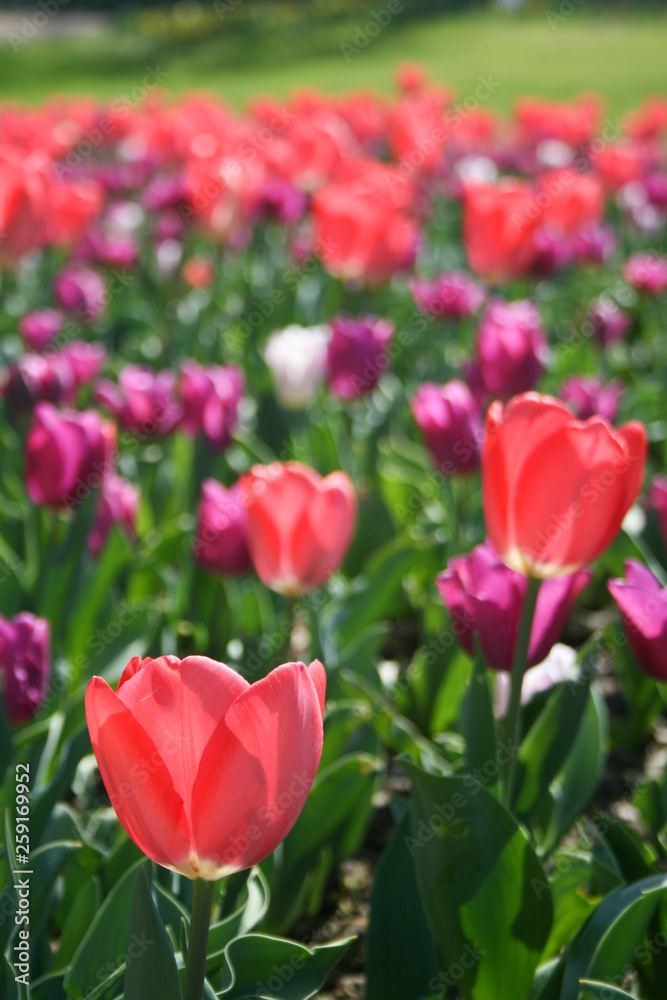 Beautiful pink, purple and white tulips with green leaves, blurred background in tulips field or in the garden on spring