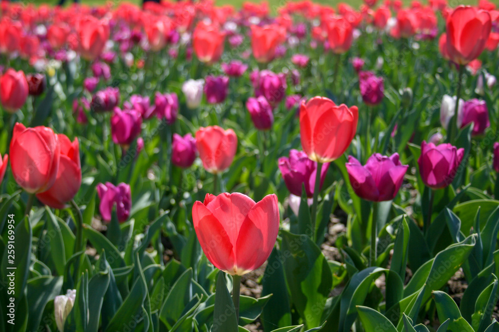 Beautiful pink, purple and white tulips with green leaves, blurred background in tulips field or in the garden on spring Beautiful pink, purple and white tulips with green leaves, blurred background in tulips field or in the garden on spring