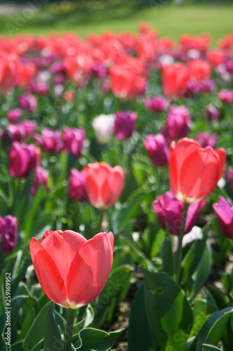 Beautiful pink  purple and white tulips with green leaves  blurred background in tulips field or in the garden on spring