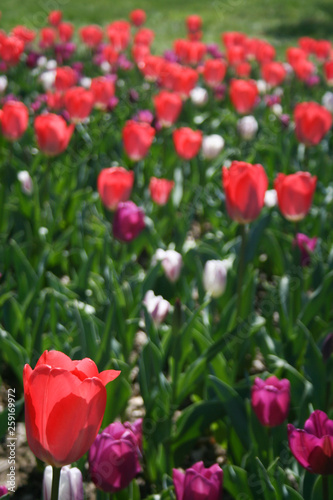 Beautiful pink  purple and white tulips with green leaves  blurred background in tulips field or in the garden on spring