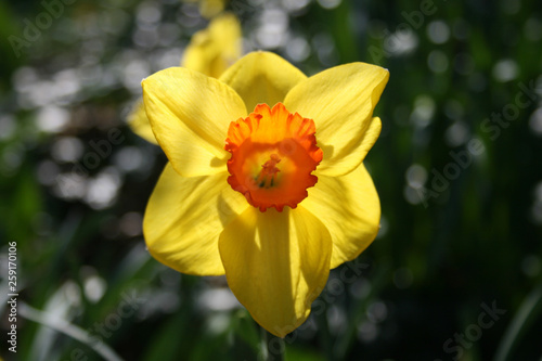 Wonderful yellow and orange daffodil flower  narcissus  spring perennial flower and plants  with blurred background  green leaves and grass