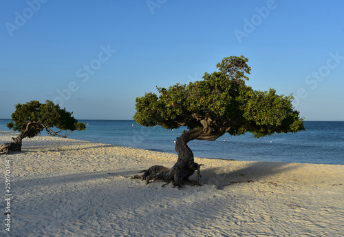 Beautiful Twisted Pair of Divi Divi Trees on Eagle Beach photo