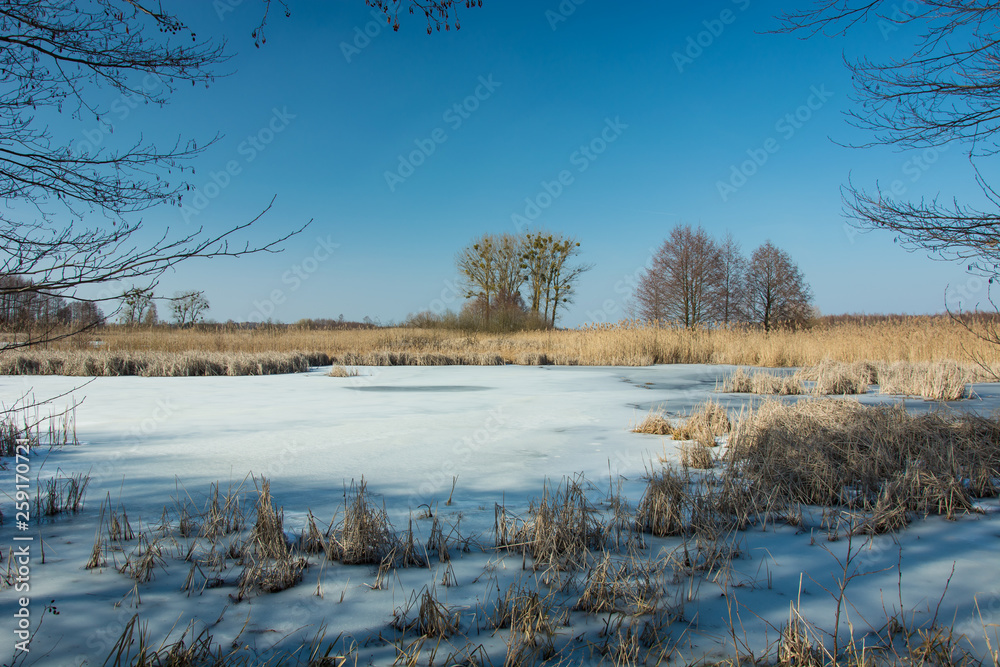 Dry reeds in a frozen lake. Trees on the horizon and blue sky Dry reeds in a frozen lake. Trees on the horizon and blue sky