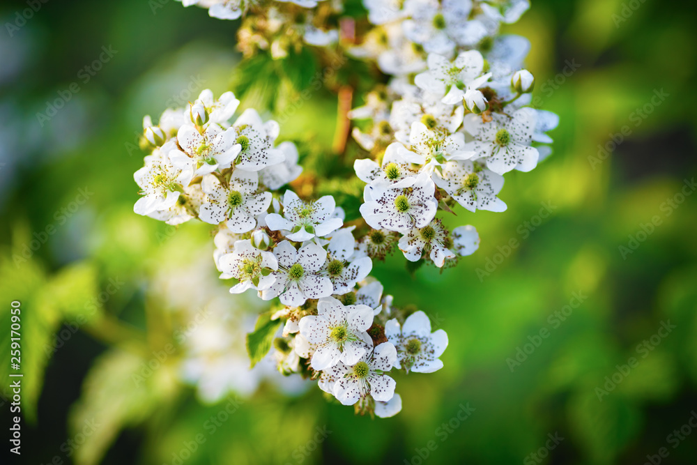 Blooming spring tree. White flowers on a background of blurred green foliage. Spring bloom. Blooming spring tree. White flowers on a background of blurred green foliage. Spring bloom.