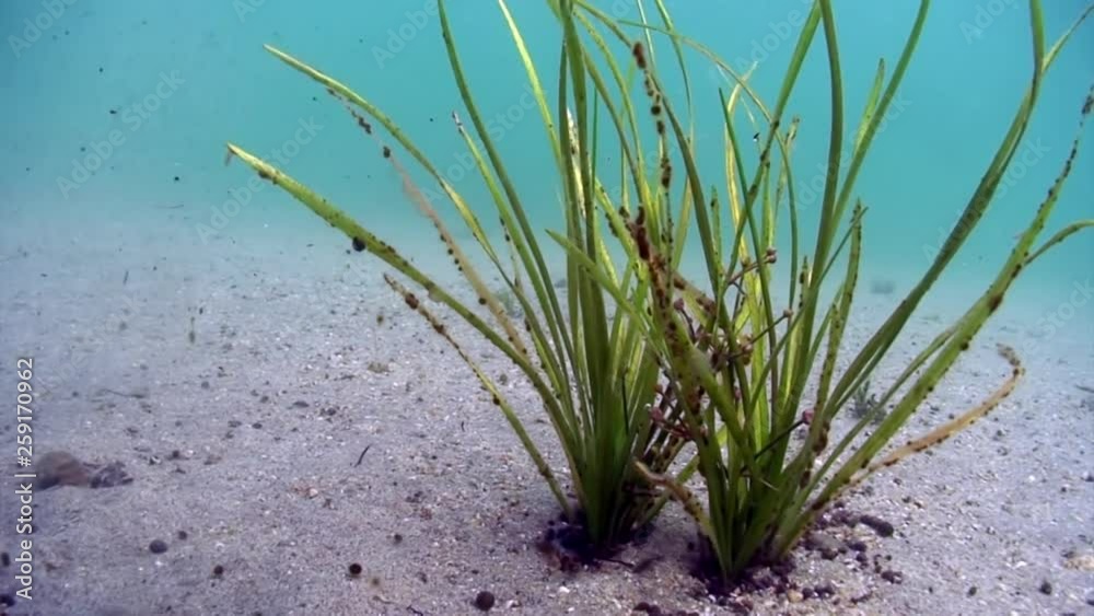 Underwater bottom of Lake Baikal in Siberia Of Russia. Underwater bottom of Lake Baikal in Siberia Of Russia.