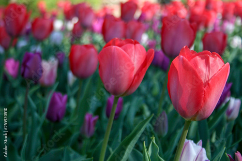 Beautiful pink, purple and white tulips with green leaves, blurred background in tulips field or in the garden on spring photo