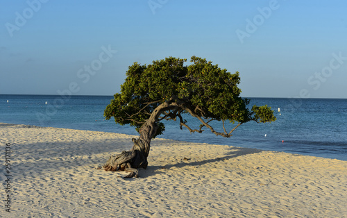 Divi Tree Shaped by the Trade Wins of Aruba photo