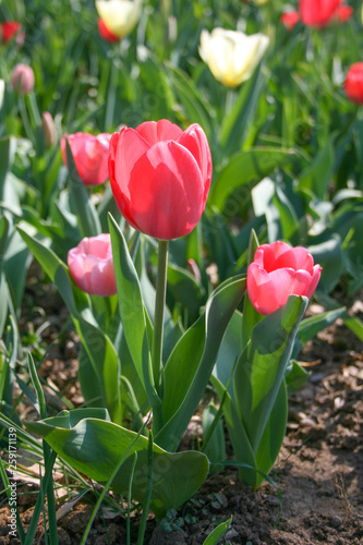 Beautiful red tulip with green leaves, blurred background in tulips field or in the garden on spring, close up