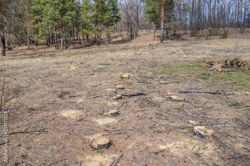 Wallpaper Mural Cutting pine is not legal, vandalism in the pine forest Torontodigital.ca