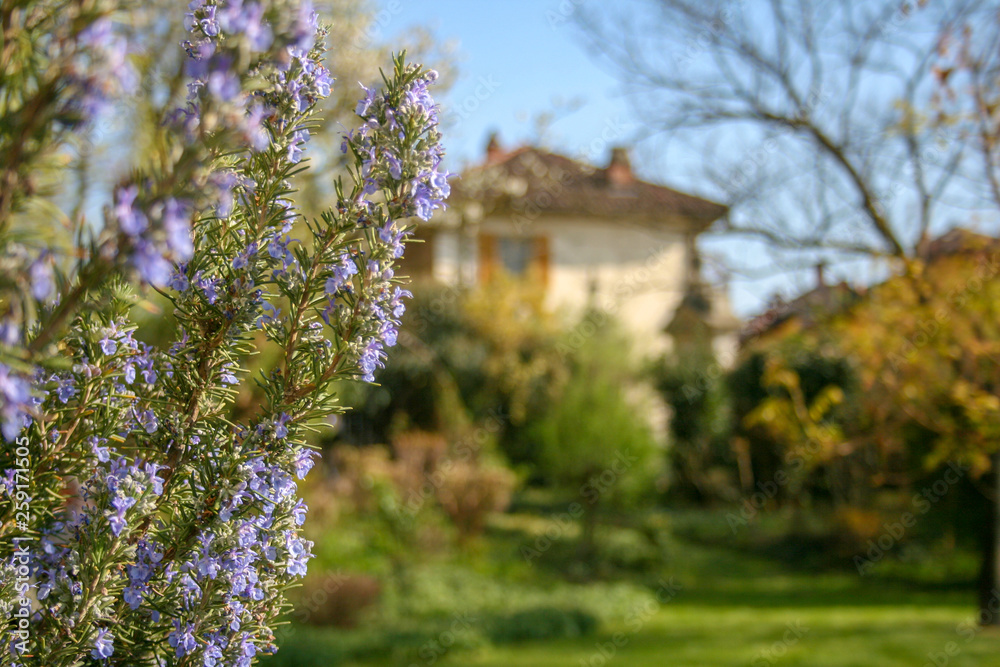 Rosemary plant in bloom with blurred background a park and an ancient house in Italy