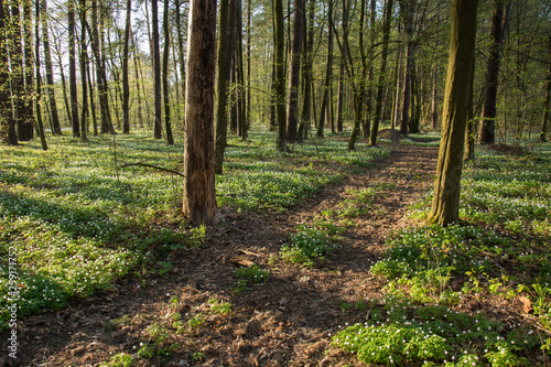 Road through a blooming forest