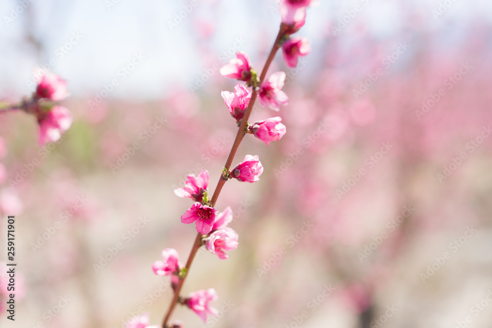 Beautiful pink peach flowers petals and trees blooming on a spring sunny day Beautiful pink peach flowers petals and trees blooming on a spring sunny day