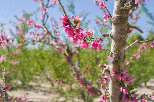 Beautiful pink peach flowers petals and trees blooming on a spring sunny day © Krakenimages.com