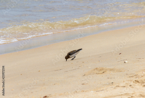 Sandpiper in a beach of Algarve (Portugal)