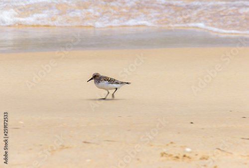Sandpiper in a beach of Algarve (Portugal) photo