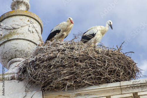 Storks in Faro in Algarve (Portugal)
