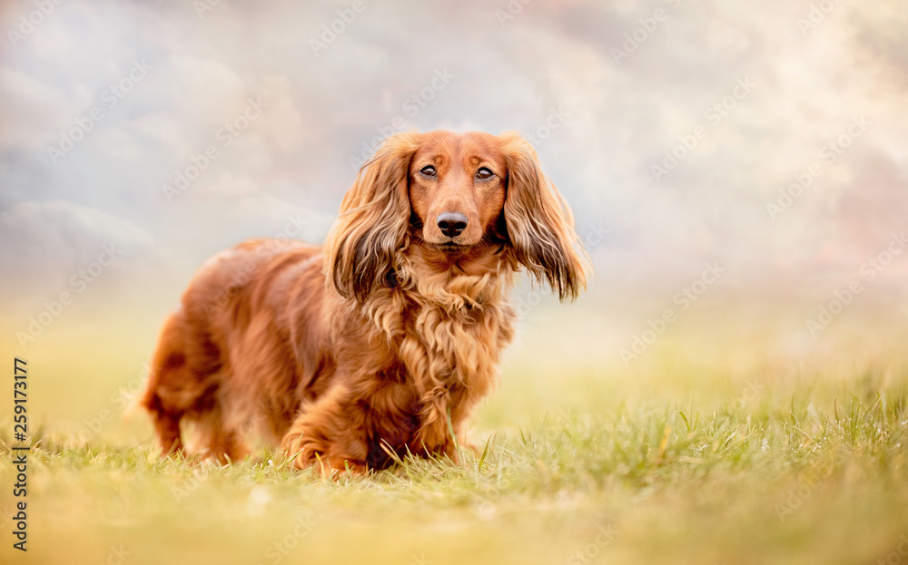 Portrait of a dog Portrait of a dog