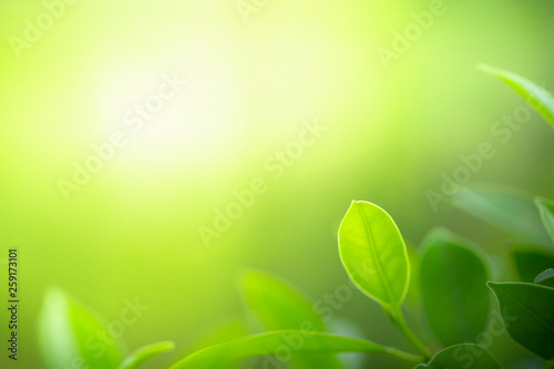 Close up view of green leaf on blurred background