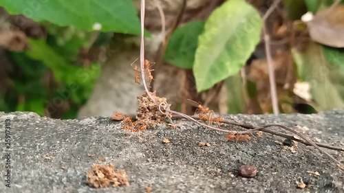 Ants work in Thai agricultural areas1