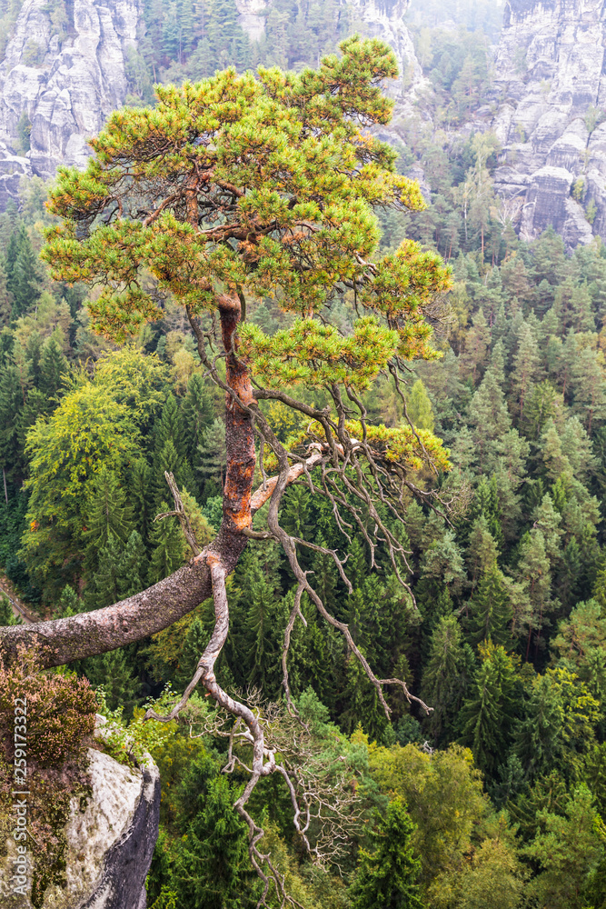 Views of the national park Saxon Switzerland of Bastei. A lone pine tree hanging on a cliff. Germany Views of the national park Saxon Switzerland of Bastei. A lone pine tree hanging on a cliff. Germany
