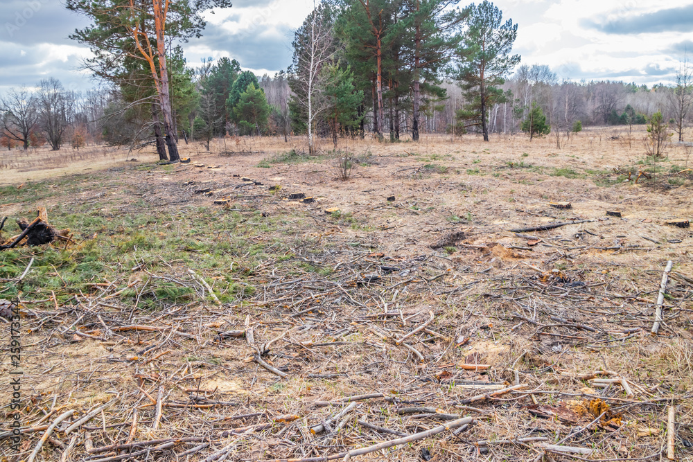 Cutting pine is not legal, vandalism in the pine forest
