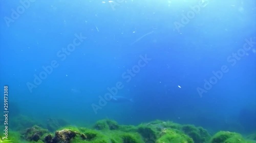 Wallpaper Mural Underwater seaweed at bottom of Lake Baikal. Torontodigital.ca