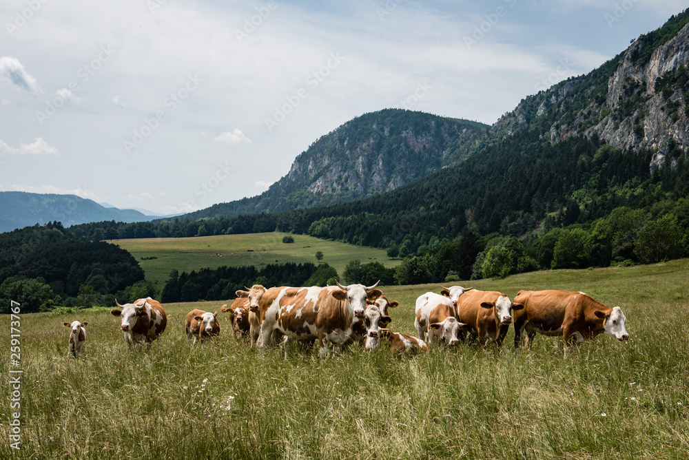 aufmerksame Rinder auf Weide vor Felswand
