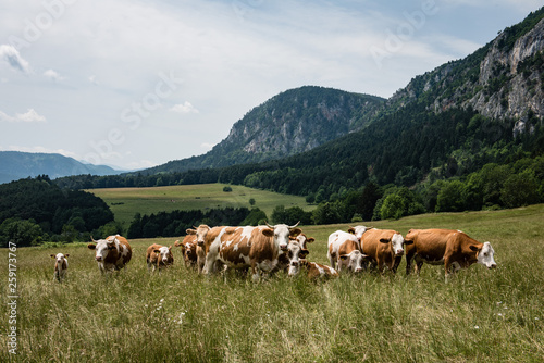 aufmerksame Rinder auf Weide vor Felswand