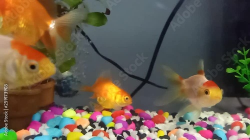 Goldfish swim in the aquarium, look beautiful.9