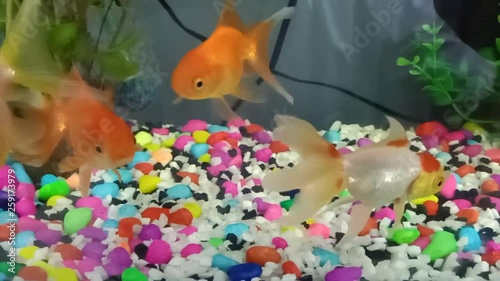 Goldfish swim in the aquarium, look beautiful.8