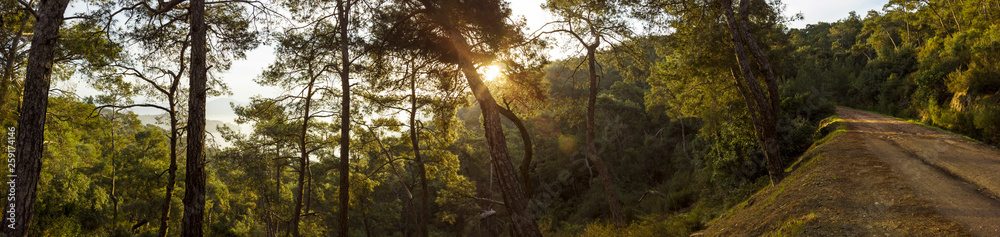 Panoramic of a dense forest at sunrise with the light shining through the branches panoramic