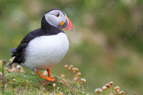 Puffin on Shetland Island resting in green grass and small white flowers © Alta Oosthuizen