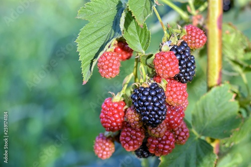 Organic juicy fresh blackberries on a branch and blurred green leaves. Bush with beautiful ripening blackberry berries. Many delicious sweet black berry and unripe red berries in the garden.