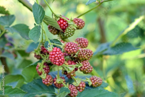 Organic juicy fresh blackberries on a branch and blurred green leaves. Bush with beautiful ripening blackberry berries. Many delicious sweet black berry and unripe red berries in the garden.