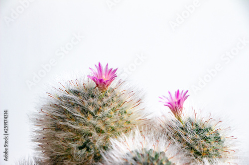 Cactus with purple flowers on a white background. Place for text on top.