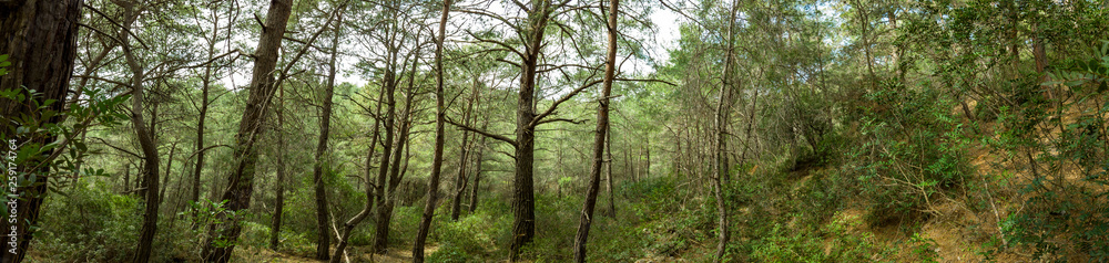 Fototapeta premium Dense pine forest on a mountainside in Fethiye, Turkey