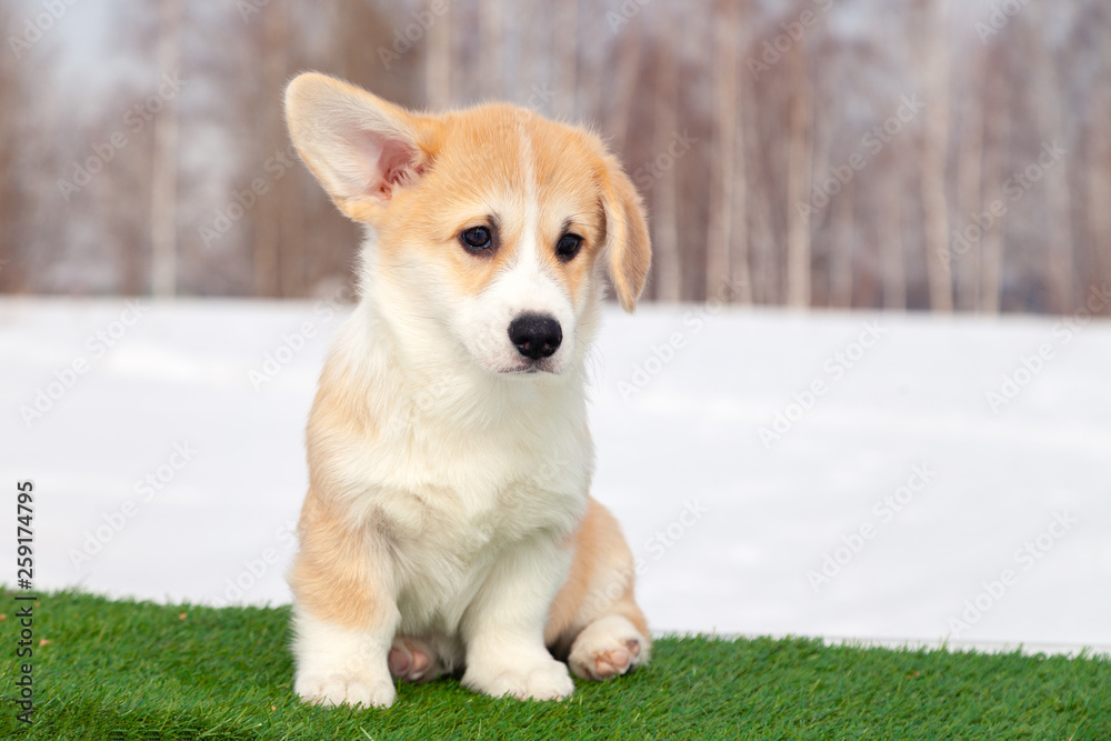 Cute red welsh corgi pembroke puppy on the grass, walk outdoor, having fun in white snow park, winter forest, run through the snow. Concept purebred dog, champions, exhibitors, puppies for sale Cute red welsh corgi pembroke puppy on the grass, walk outdoor, having fun in white snow park, winter forest, run through the snow. Concept purebred dog, champions, exhibitors, puppies for sale