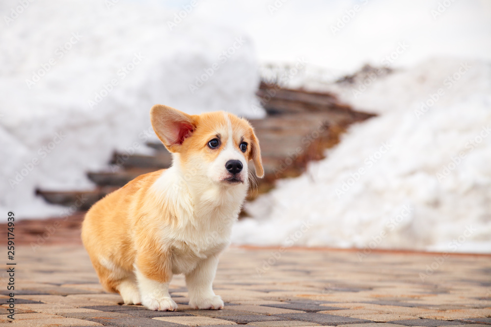 Puppy of funny red welsh corgi pembroke walk outdoor, run, having fun in white snow park, winter forest. Concept purebred dogs, champions for sale, lost cur, castration, sterilization