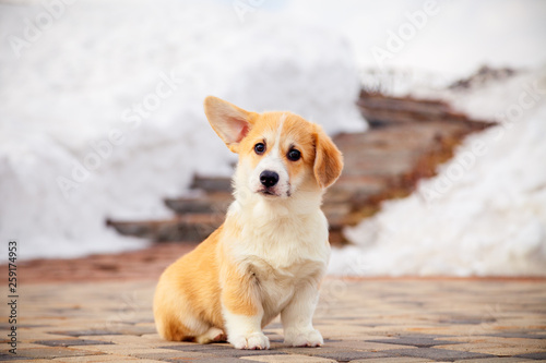 Obraz na płótnie Puppy of funny red welsh corgi pembroke walk outdoor, run, having fun in white snow park, winter forest