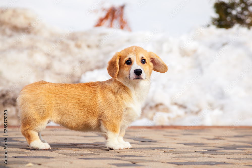 Cute red welsh corgi pembroke puppy walk outdoor, run, having fun in white snow park, winter forest. Concept purebred dog, champions for sale, lost cur, castration, sterilization Cute red welsh corgi pembroke puppy walk outdoor, run, having fun in white snow park, winter forest. Concept purebred dog, champions for sale, lost cur, castration, sterilization
