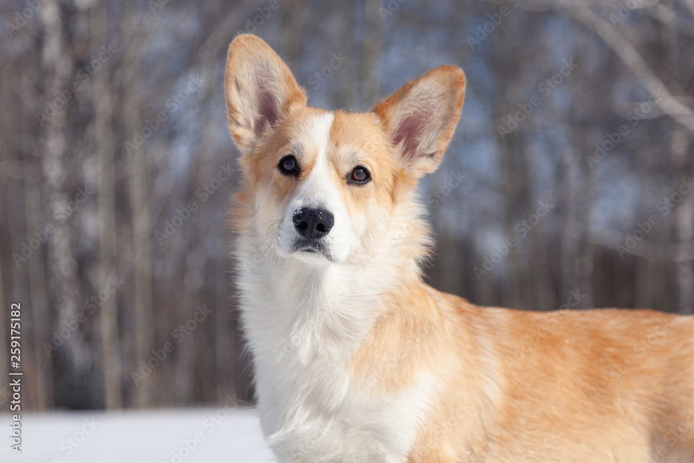 Adult red welsh corgi pembroke walk outdoor, run, having fun in white snow park, winter forest. Concept purebred dog, champions for sale, lost cur, castration, sterilization