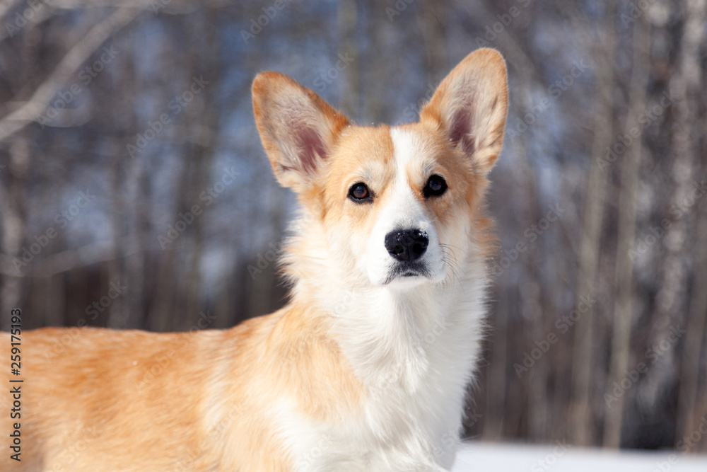 Adult red welsh corgi pembroke walk outdoor, run, having fun in white snow park, winter forest. Concept purebred dog, champions for sale, lost cur, castration, sterilization Adult red welsh corgi pembroke walk outdoor, run, having fun in white snow park, winter forest. Concept purebred dog, champions for sale, lost cur, castration, sterilization